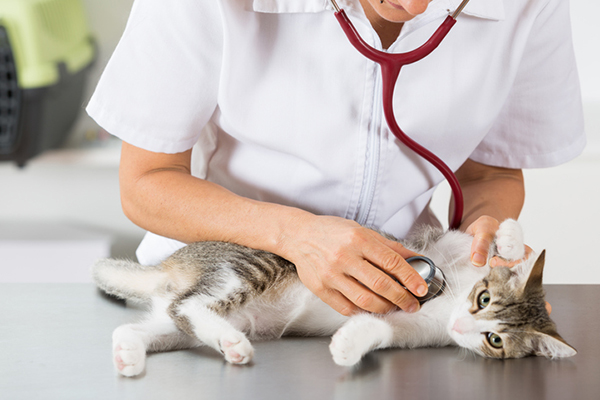 โรคที่เกิดกับแมว เป็นโรคแรกที่แมวจะต้องเคยเป็น ที่ผู้เลี้ยงแมวต้องระวังโรคที่สาม คือ โรคมะเร็งเม็ดเลือดขาวในแมว