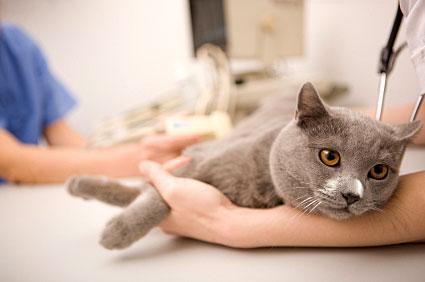 โรคที่เกิดกับแมว เป็นโรคแรกที่แมวจะต้องเคยเป็น ที่ผู้เลี้ยงแมวต้องระวังโรคแรก คือ โรคหวัดแมว