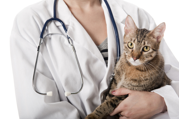โรคที่เกิดกับแมว เป็นโรคแรกที่แมวจะต้องเคยเป็น ที่ผู้เลี้ยงแมวต้องระวังโรคที่สี่ คือ โรคเอดส์แมว