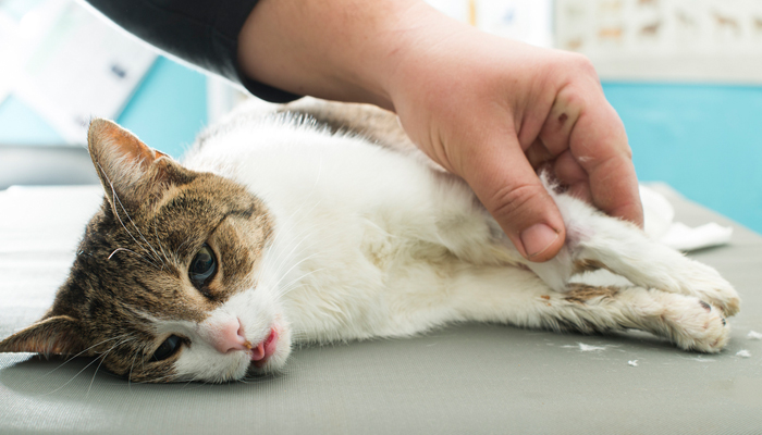 โรคที่เกิดกับแมว เป็นโรคแรกที่แมวจะต้องเคยเป็น ที่ผู้เลี้ยงแมวต้องระวังโรคที่สอง คือ โรคไข้หัดแมว