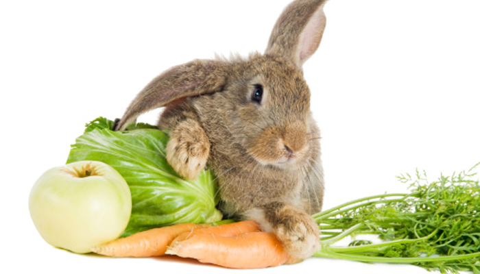 กระต่ายไม่ได้กินแครอทเป็นอาหารหลัก