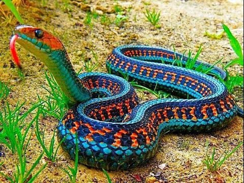 งูสีสดสวย