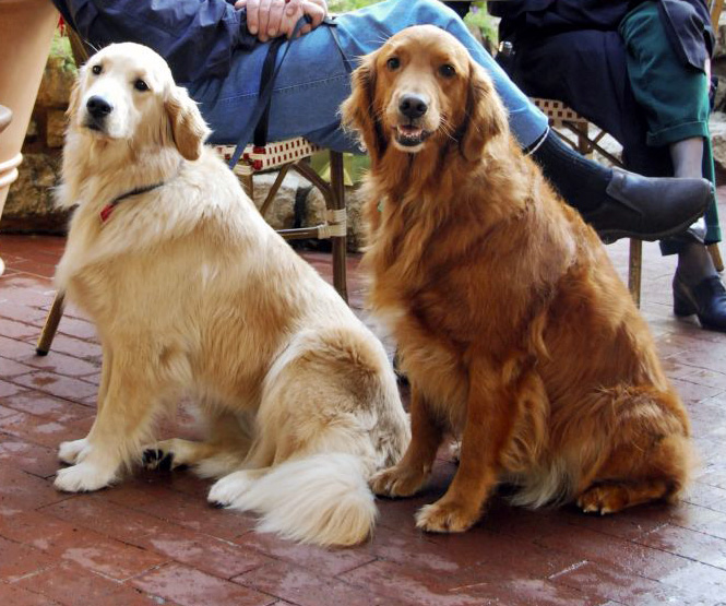 สุนัขพันธุ์โกลเด้นรีทรีฟเวอร์ขนาดใหญ่ ขนยาวสีน้ำตาล เหลืองทอง