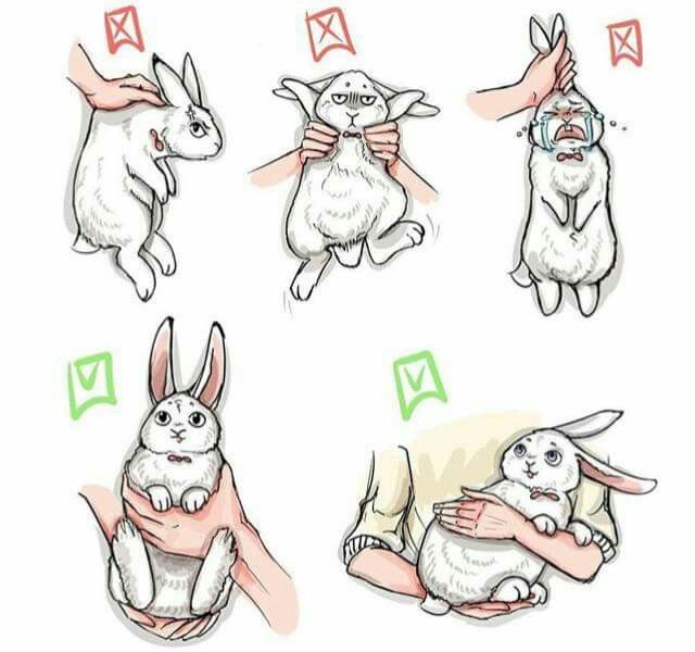 หิ้วหูกระต่าย