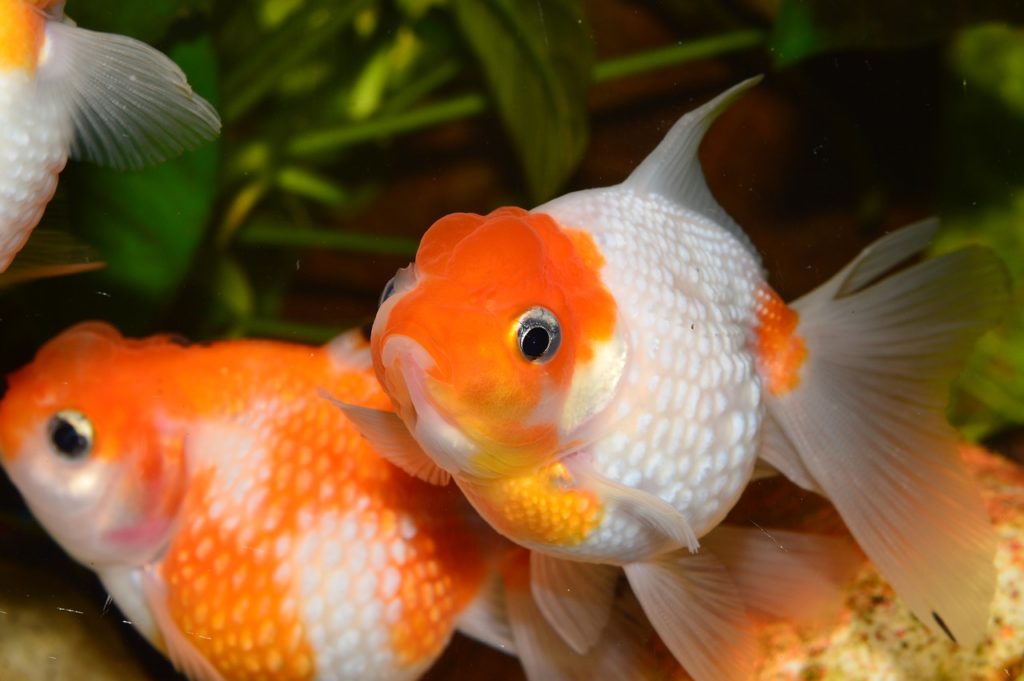 Goldfish ปลาทอง