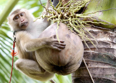 การเลี้ยงลิงกัง ลิงที่มีความสามารถพิเศษ