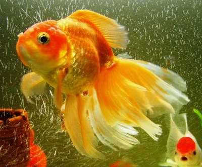 ปลาทอง เป็นปลาที่มีหลากสีสัน