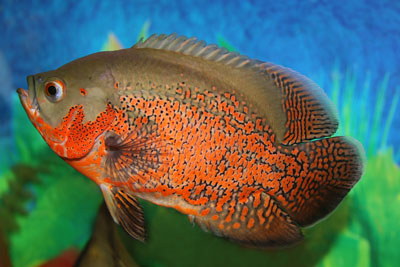 ปลาออสก้า ปลาที่มีสีสันสวยงาม
