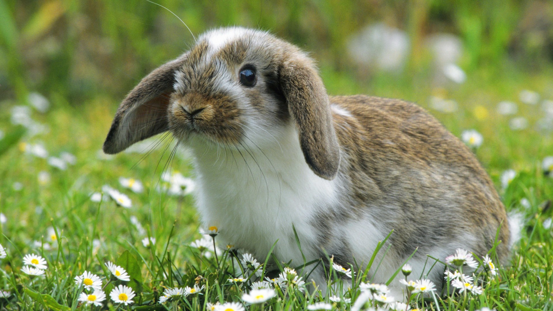 กระต่าย สัตว์เลี้ยงน่ารักขนนุ่มที่ใครๆก็หลงรัก.jpg