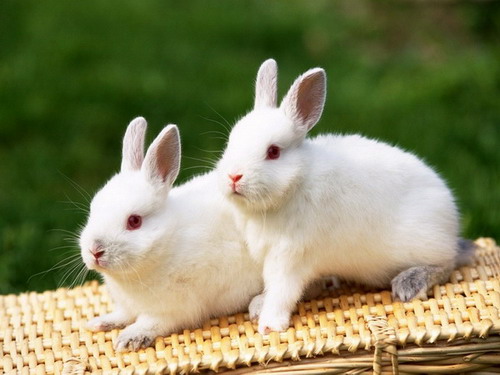 กระต่าย สัตว์เลี้ยงน่ารักขนนุ่มที่ใครๆก็หลงรัก