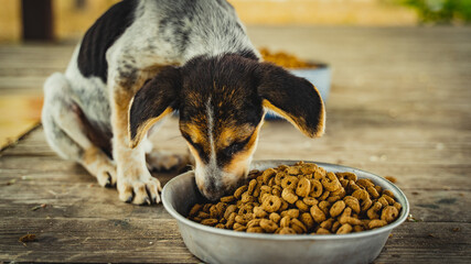 Royal Canin อาหารสัตว์ ที่ให้สัตว์เลี้ยงมีสุขภาพที่ดี