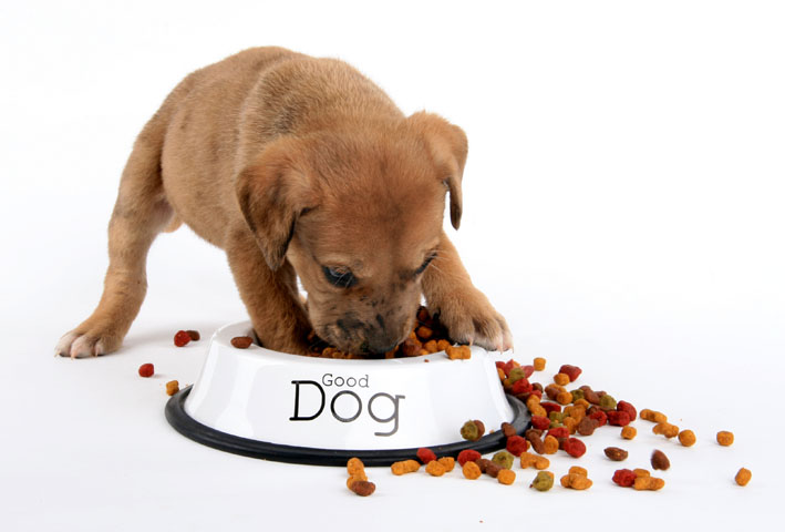 Royal Canin อาหารสุขภาพสัตว์เลี้ยงที่สัตวแพทย์ให้การยอมรับ