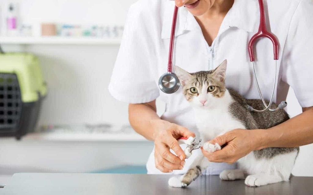 การรักษาโรคนิ่วในไตแมว