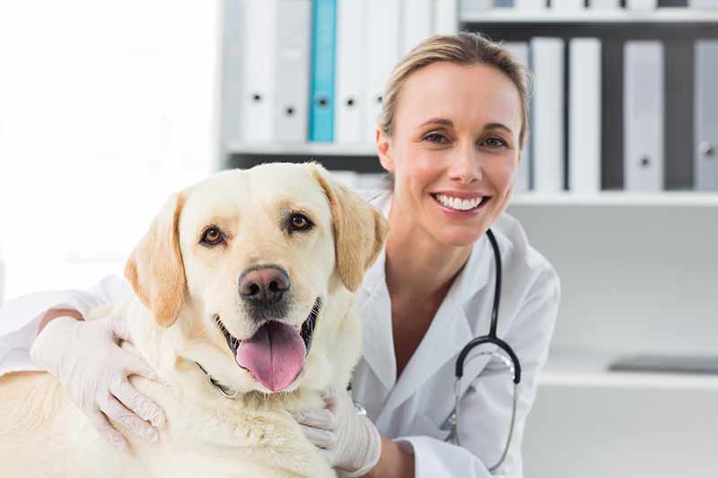 การรักษาโรคไตในสุนัข