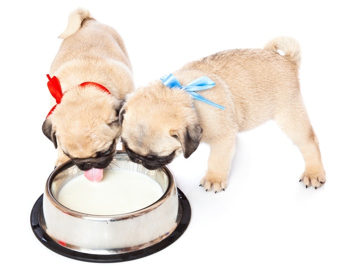หมากินนม อะไรได้บ้าง มีอันตรายหรือได้ประโยชน์อย่างไร - นมที่หมากินได้