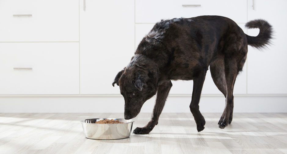 อาหารสำหรับหมาอายุเยอะ ควรทานอะไรถึงดีต่อสุขภาพ 