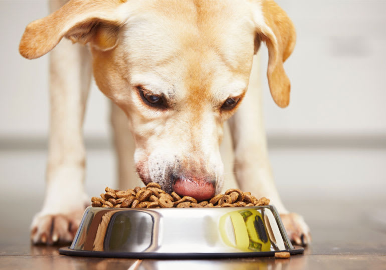 อาหารสำหรับหมาอายุเยอะ ดูแลยังไงให้สุขภาพดี