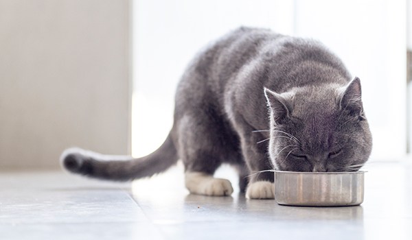 วิธีเลี้ยงแมว ต้อง เลือกอาหารที่เหมาะสมกับวัย