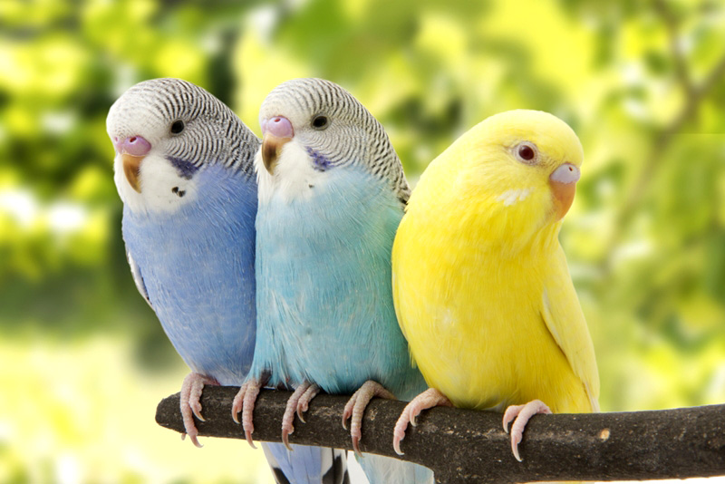 ประโยชน์ของการเลี้ยงนก นกเป็นเพื่อนคู่หูคู่ใจเราได้