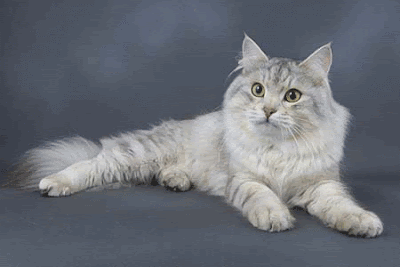 สายพันธุ์แมวหายาก สายพันธุ์ Siberian Cat