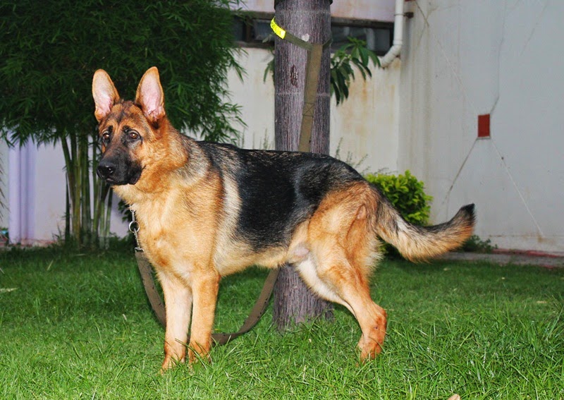 สุนัขพันธุ์ German Shepherd มีสัญชาตญาณผู้อารักขา