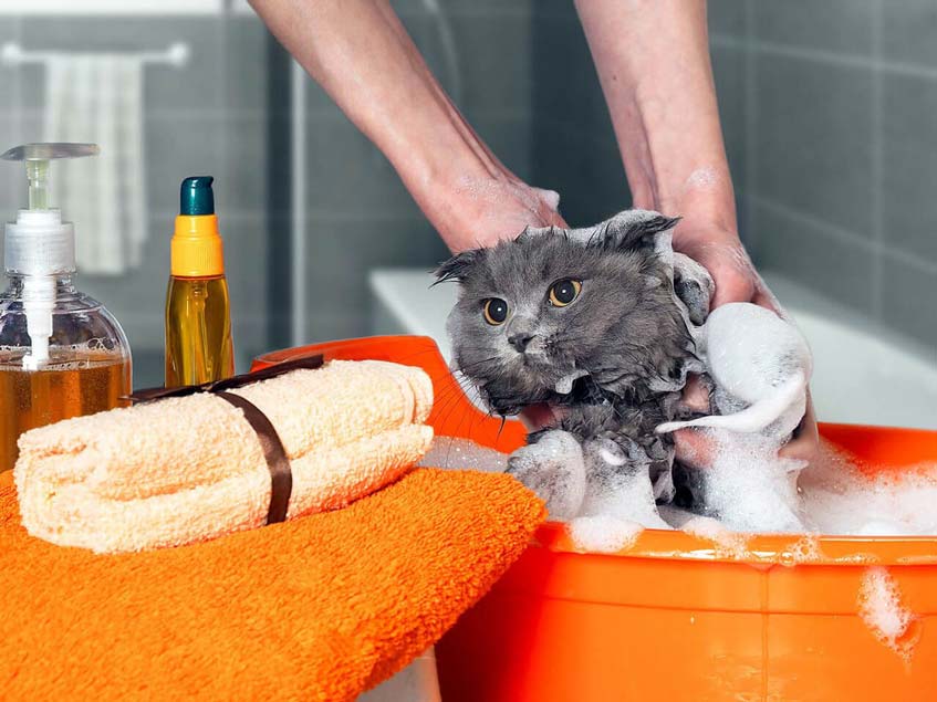 วิธีอาบน้ำให้แมว ที่ต้องเตรียมอุปกรณ์ให้พร้อมก่อน