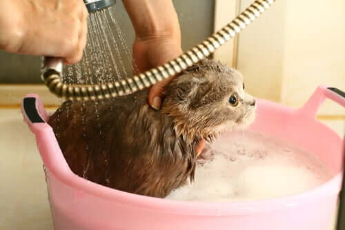 วิธีอาบน้ำให้แมว ที่มีขั้นตอนง่ายๆ
