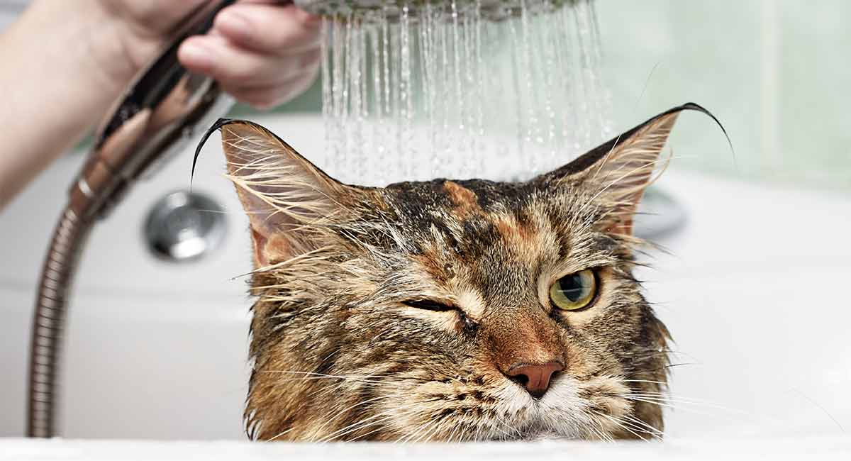วิธีอาบน้ำให้แมว ขั้นตอนง่ายๆสามารถอาบได้ด้วยตัวคุณเอง