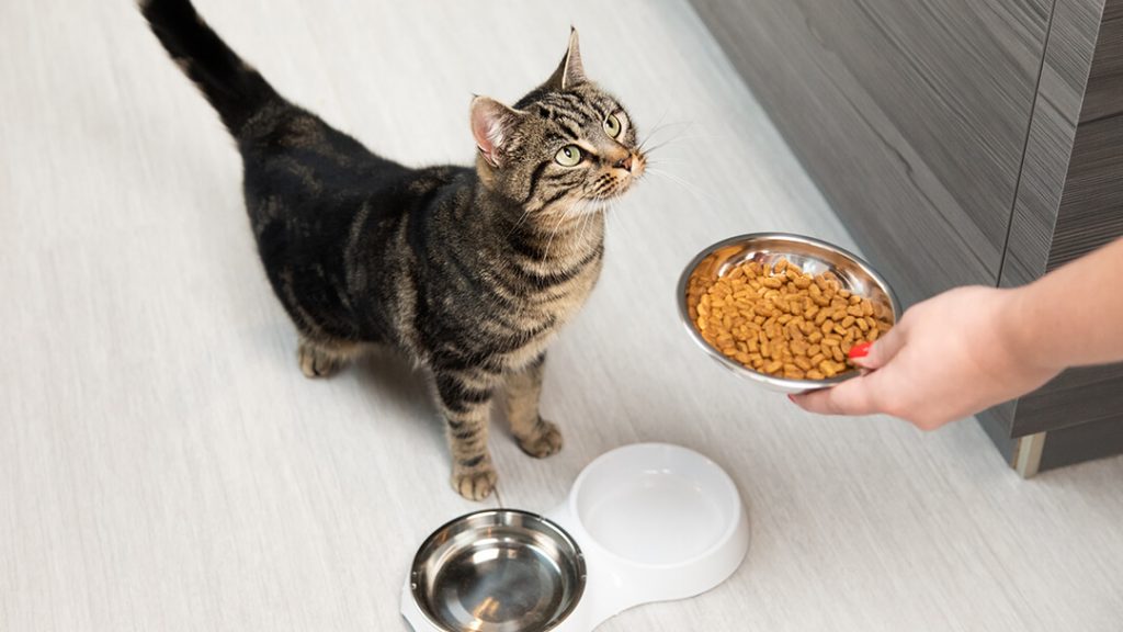 ยี่ห้ออาหารแมวเกรดพรีเมี่ยม อาหารแมวที่มีคุณค่าทางโภชนาการ