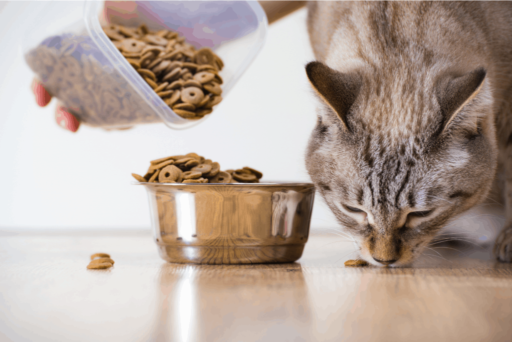อาหารแมวนำเข้าจากต่างประเทศ ทาสแมวจำเป็นต้องเลือกอาหารแมวที่มีคุณภาพ