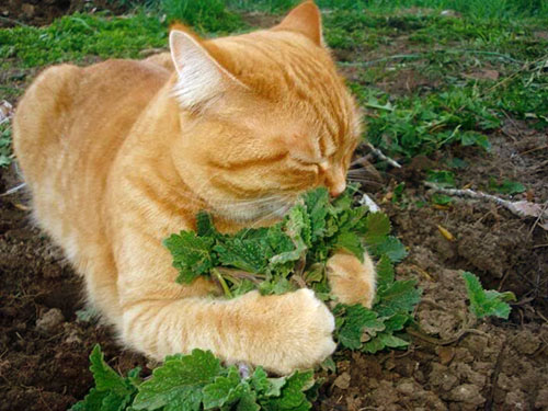 Catnip กัญชาแมว  พืชตระกูลมิ้นที่ได้รับความนิยมมาจากทางยุโรปเอเชียและแอฟริกา