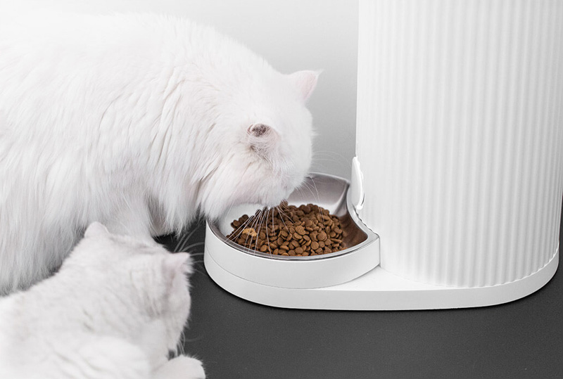 เครื่องให้อาหารแมวอัตโนมัติ ที่กำลังมาแรงแห่งปี 2021