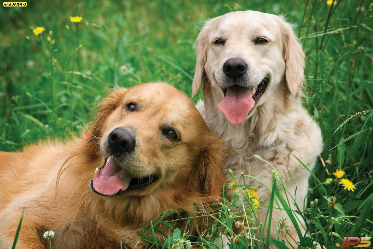 ข้อมูลการเลี้ยงสุนัข สัตว์เลี้ยงที่ซื่อสัตย์ผู้เลี้ยงสุขใจ สุนัขมีความสุข