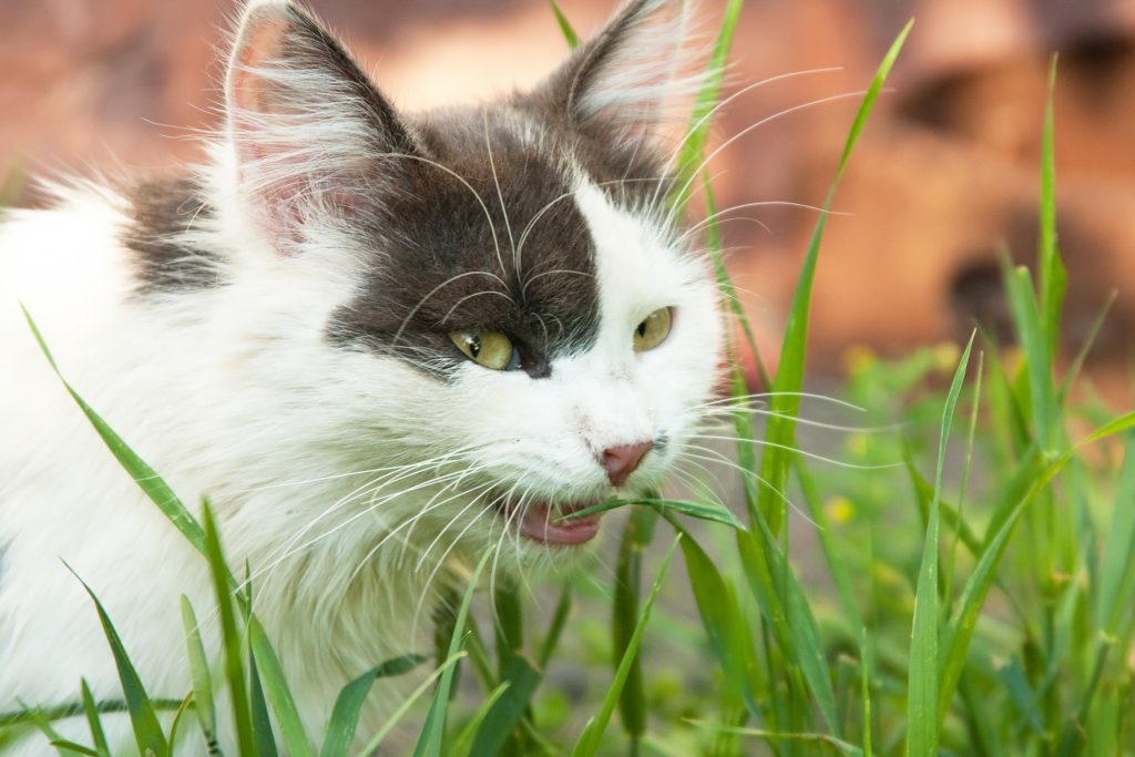 ทำไมแมวชอบกินหญ้า