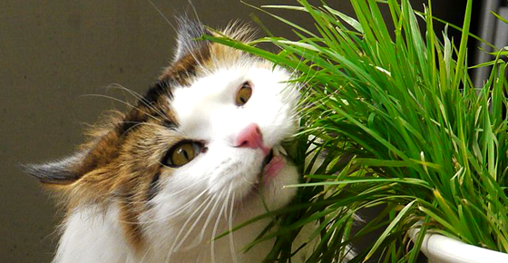 ทำไมแมวชอบกินหญ้า ที่ช่วยในเรื่องลำไส้ได้