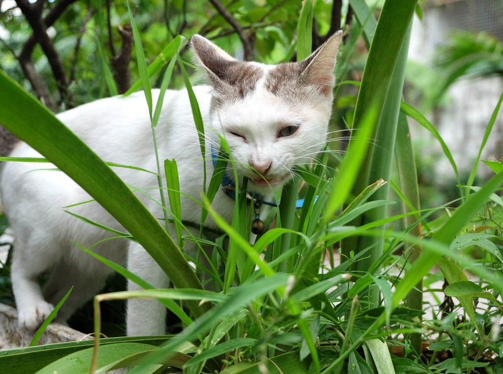 ทำไมแมวชอบกินหญ้า ที่มีประโยชน์สำหรับแมวอย่างมาก