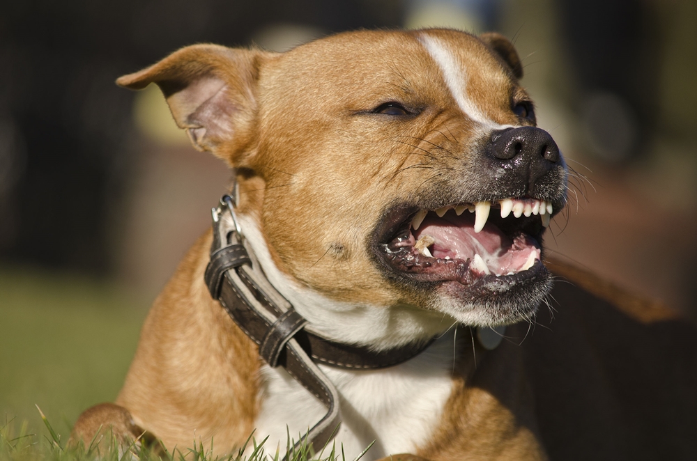 สาเหตุการเกิดโรคพิษสุนัขบ้า ที่สามารถติดต่อสู่คนได้