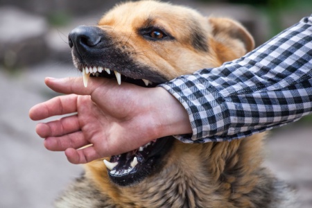 สาเหตุการเกิดโรคพิษสุนัขบ้า ที่สามารถส่งต่อระบบประสาทได้