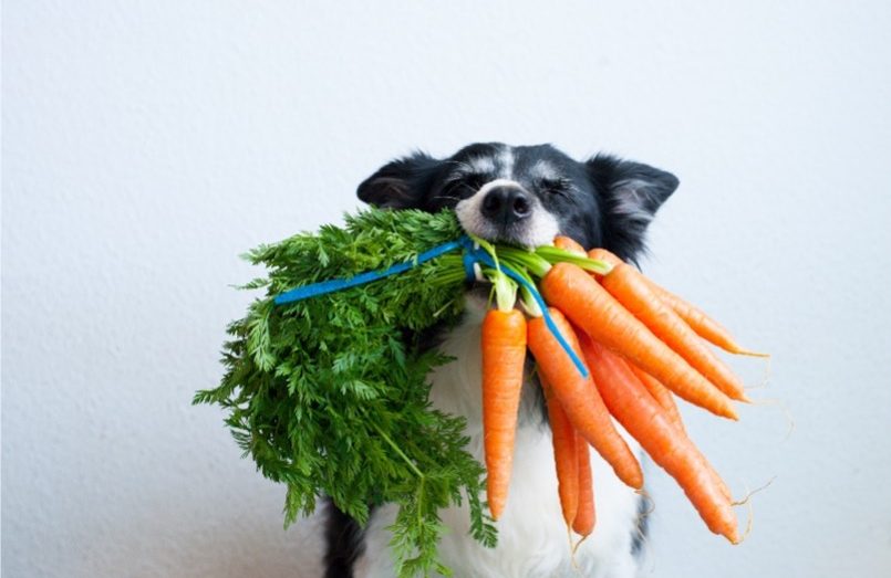 สุนัขและแมวกินผักได้หรือไม่ คำถามที่หลายคนยังสงสัย