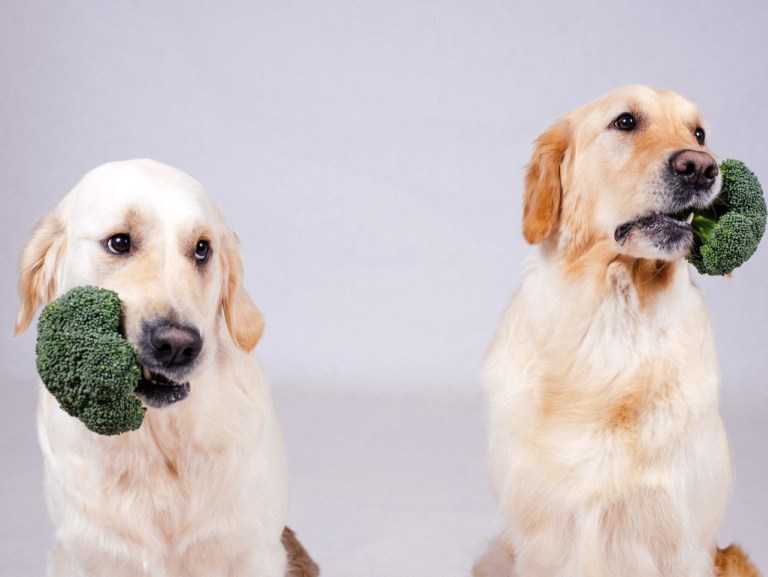 สุนัขและแมวกินผักได้หรือไม่ ที่มีประโยชน์ต่อสุนัขและแมวเป็นอย่างมาก
