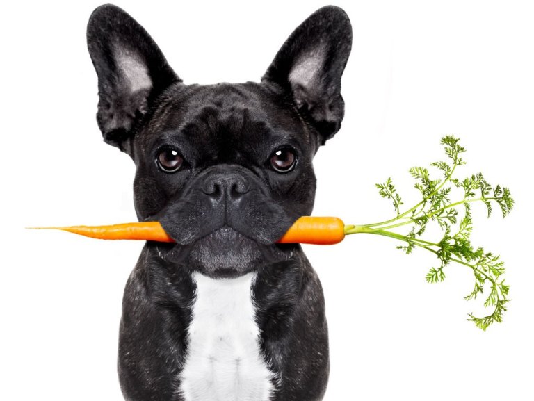 สุนัขและแมวกินผักได้หรือไม่ เพราะมีสารอาหารให้สัตว์ได้เลือกทานหลากหลาย
