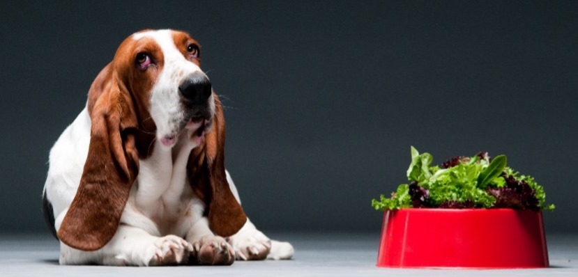 สุนัขและแมวกินผักได้หรือไม่