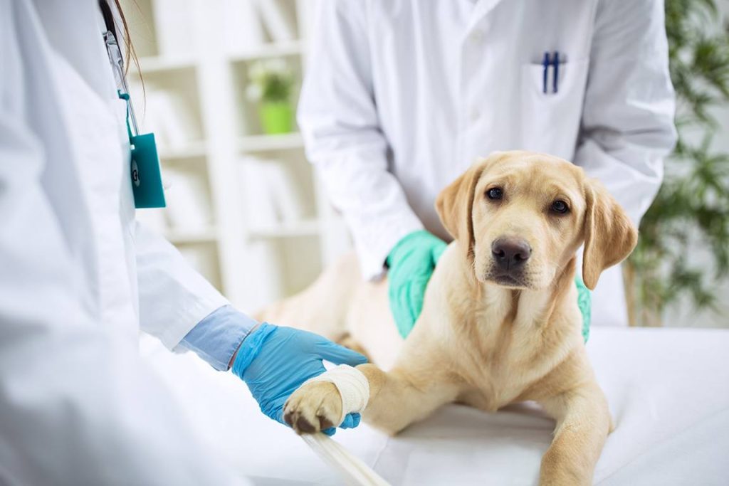 การกายภาพบำบัดสุนัข ที่ช่วยรักษาอาการบาดเจ็บจากการผ่าตัด