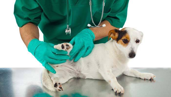 สุนัขที่ทำกายภาพบำบัด ต้องรักษาควบคู่ไปกับการผ่าตัด