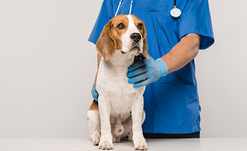 สุนัขที่ทำกายภาพบำบัด เป็นแนวทางหนึ่งในการรักษา