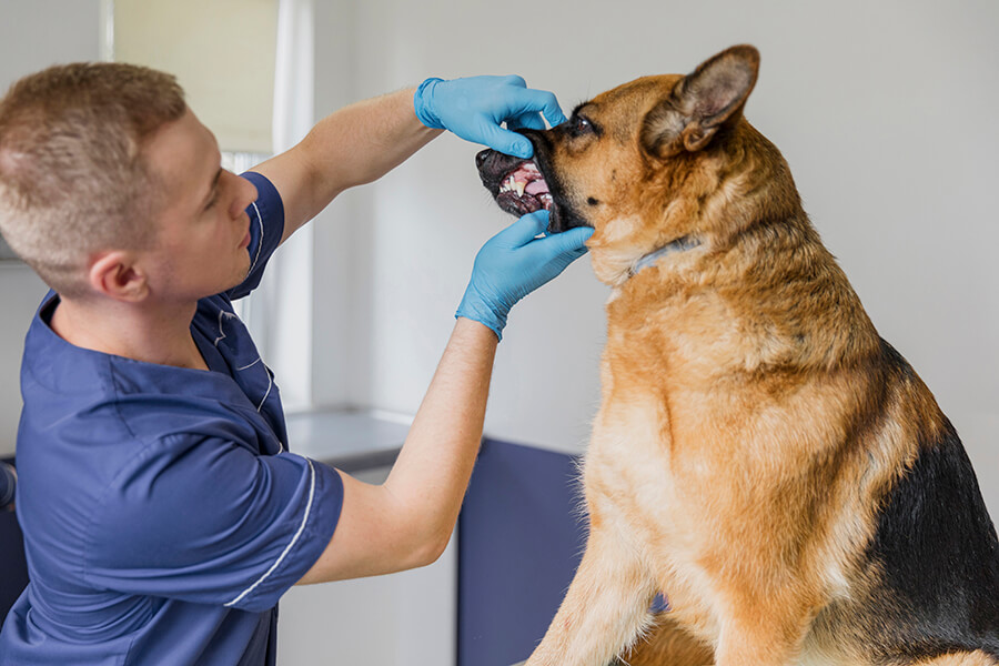 โรคพยาธิเม็ดเลือดของสุนัข ไม่ต้องตกใจ มีวิธีรักษาเบื้องต้น