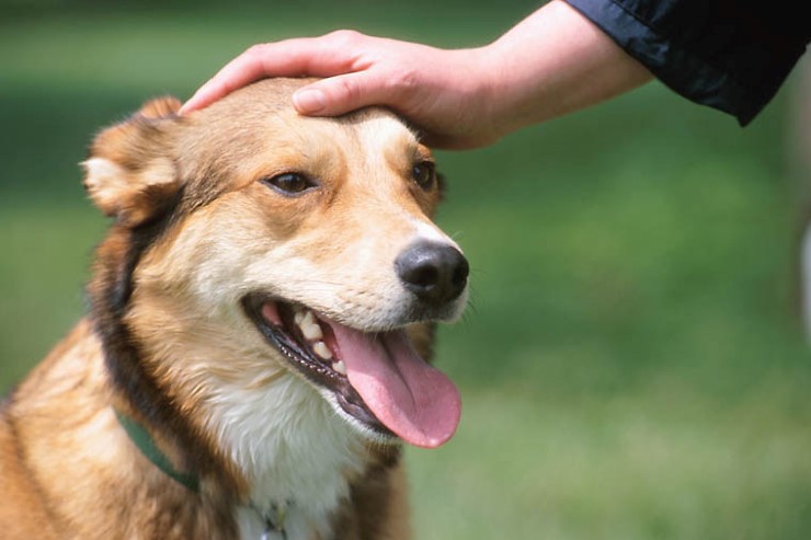 วิธีดูแลสุขภาพสุนัข ให้สุนัขอายุยืนทั้งสุขภาพใจและกาย