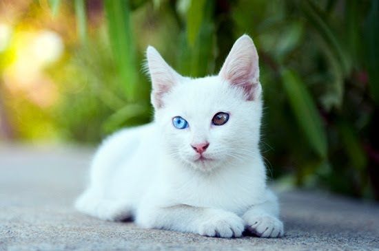 แมวขาวมณี แมวมงคลตามความเชื่อของคนในประเทศไทย