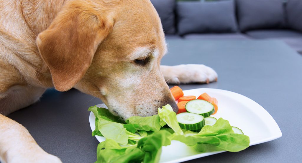 ผักผลไม้ที่ไม่สุนัขห้ามกิน