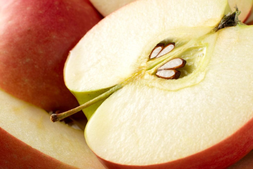 ผักผลไม้ที่ไม่สุนัขห้ามกิน เมล็ดแอปเปิ้ล